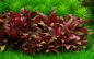 Preview: Alternanthera reineckii 'Mini' - Mini Papageienblatt 1-2-Grow!